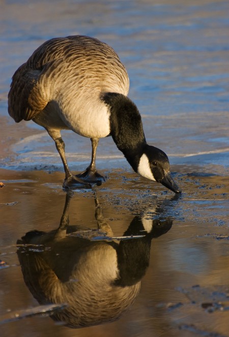 Canada Goose:  Branta canadensis