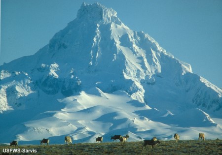 Caribou at base of Isanotski Peaks, Unimak Island, Alaska