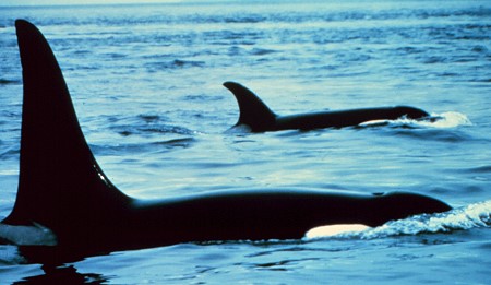 Killer Whale:  Orcinus orca