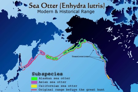 Sea Otter distrubution map