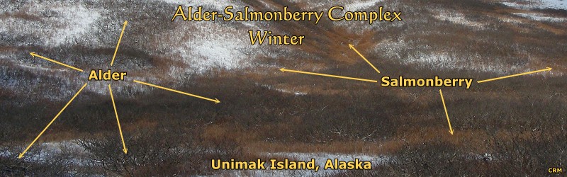 Alder-Salmonberry Complex, Winter