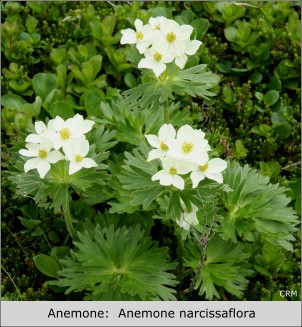 Anemone or May Flower:  Anemone narcissiflora