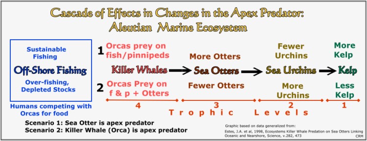 Aprex Predator:  Cascade of Changes