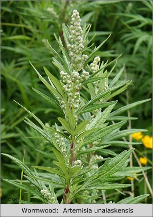 Wormwood:  Artemisia unalaskensis