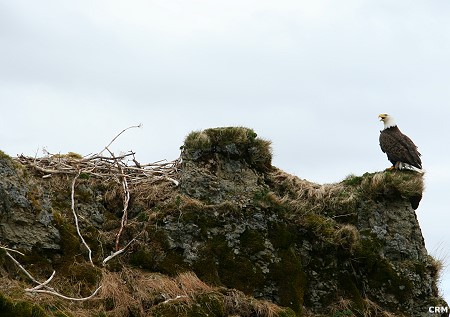 Bald Eagle: Haleaeetus leucocephalus, with nest, Unimak Island, Alaska