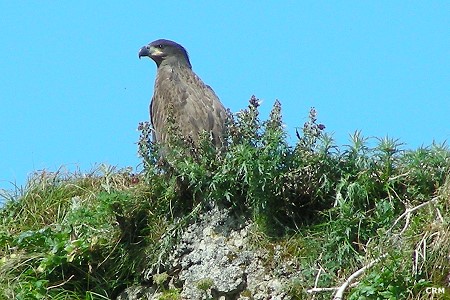 Bald Eagle, immature, Unimak Island, Alaska