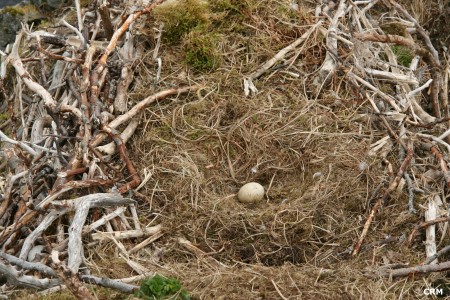 Bald Eagle Nest, one egg, 5 May 2005, Unimak Island, Alaska