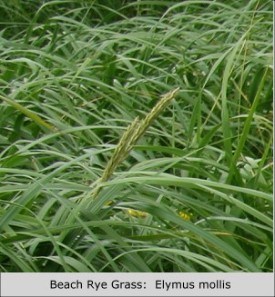 Beach Rye Grass:  Elymus mollis