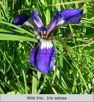 Wild Iris:  Iris setosa