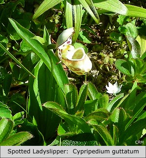 Spotted Ladyslipper:  Cypripedium guttatum