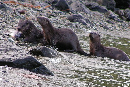 Land Otter:  Lutra canadensis