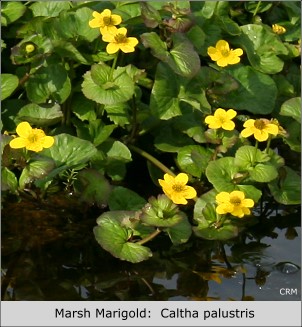 Marsh Marigold:  Caltha palustris