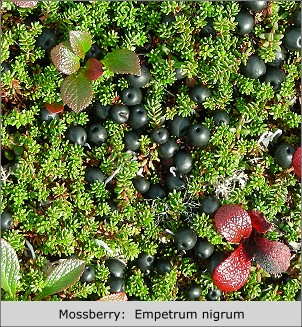 Mossberry or Crowberry:  Empetrum nigrum
