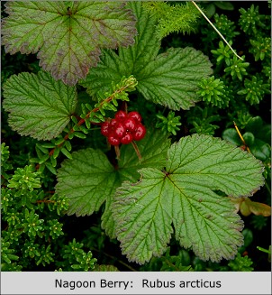 Nagoon Berry:  Rubus arcticus
