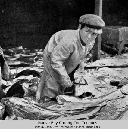 Native boy cutting cod tongues, John Cobb photo, 1916
