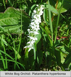 White Bog Orchid:  Platanthera hyperborea
