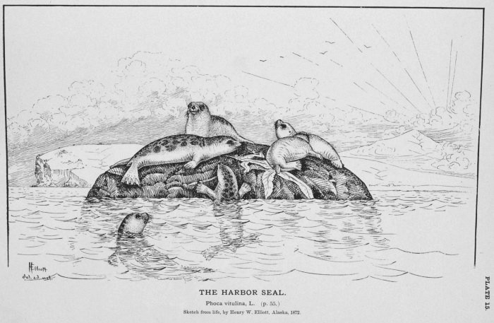 Phoca vitulina: Harbor Seal, drawing by H.W. Elliott, 1872