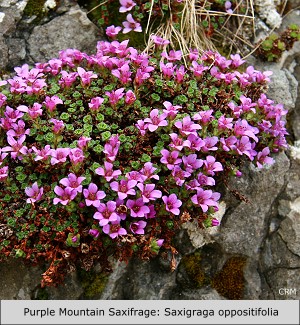 Purple Mountain Saxifrage:  Saxifraga oppositifolia