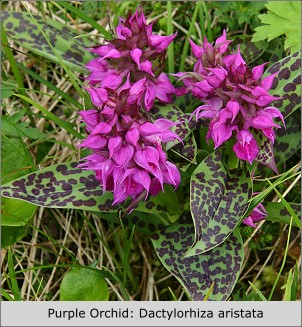 Purple or Showy Orchid: Dactylorhiza aristata