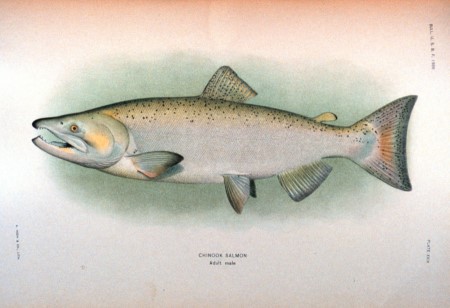 King or Chinook Salmon sketch
