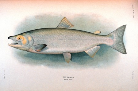 Red Salmon drawing