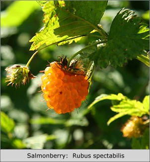 Salmonberry: Rubus spectabilis