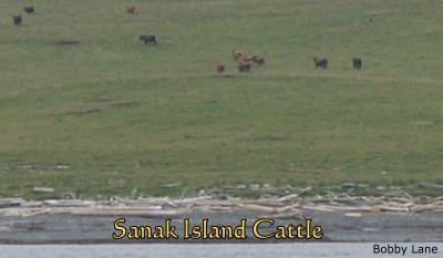 Sanak Island Cattle
