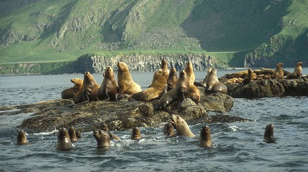 Steller Sea Lions: Eumetopias jubata on Amak Island, Alaska