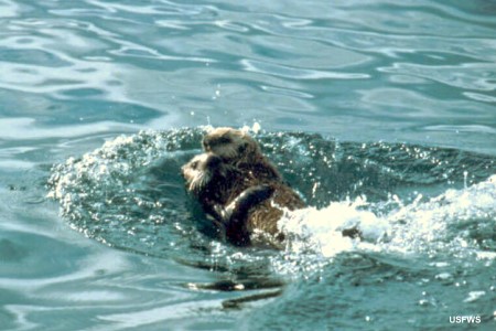 Sea Otter: Enhydra lutris with cub