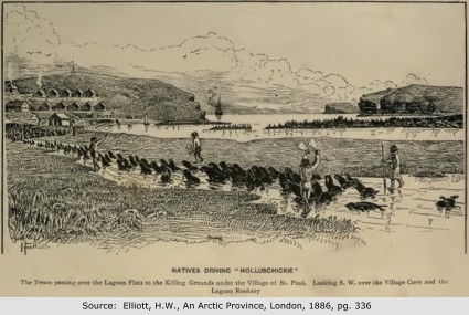 Seal driving, St. Paul, Pribilof Islands, 1886, Elliott