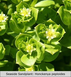 Seaside Sandplant: Honckenya peploides