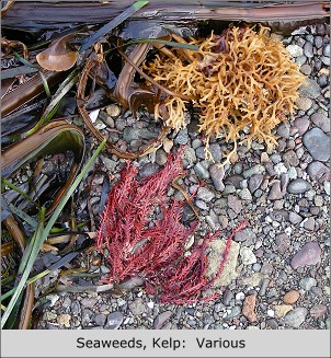 Seaweeds, Kelp:  Various