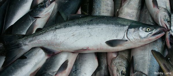 Silver or Coho Salmon, False Pass, Alaska