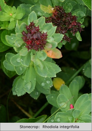 Stonecrop:  Rhodiola integrifolia