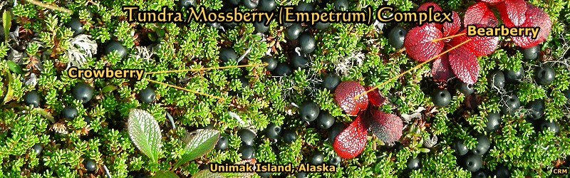 Tundra Mossberry (Empetrum) vegetation complex