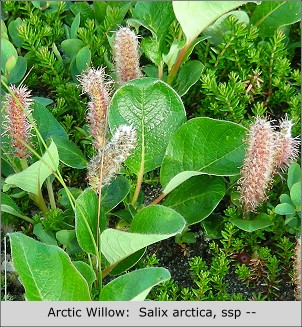 Willow, creeping in tundra:  Salix arctica ssp.?